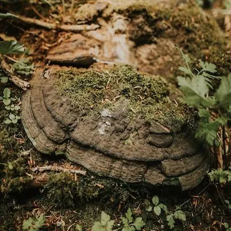 The Gatelodge, Hilton Park