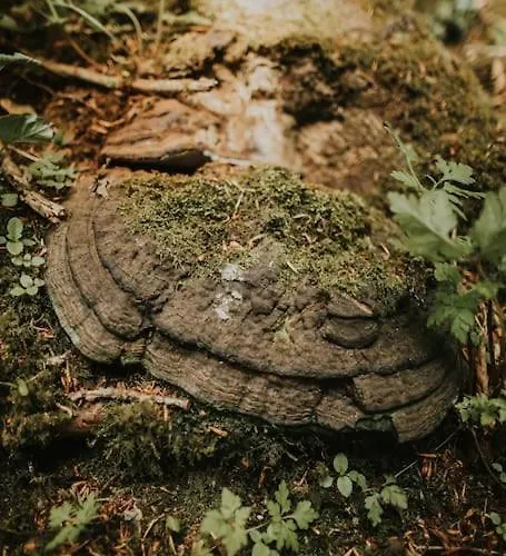 The Gatelodge, Hilton Park